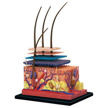 4D HUMAN ANATOMY - SKIN SECTION - Premium for Kids in Qatar | Toysaro.com