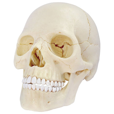 HUMAN ANATOMY SKULL MODEL - Premium for Kids in Qatar | Toysaro.com