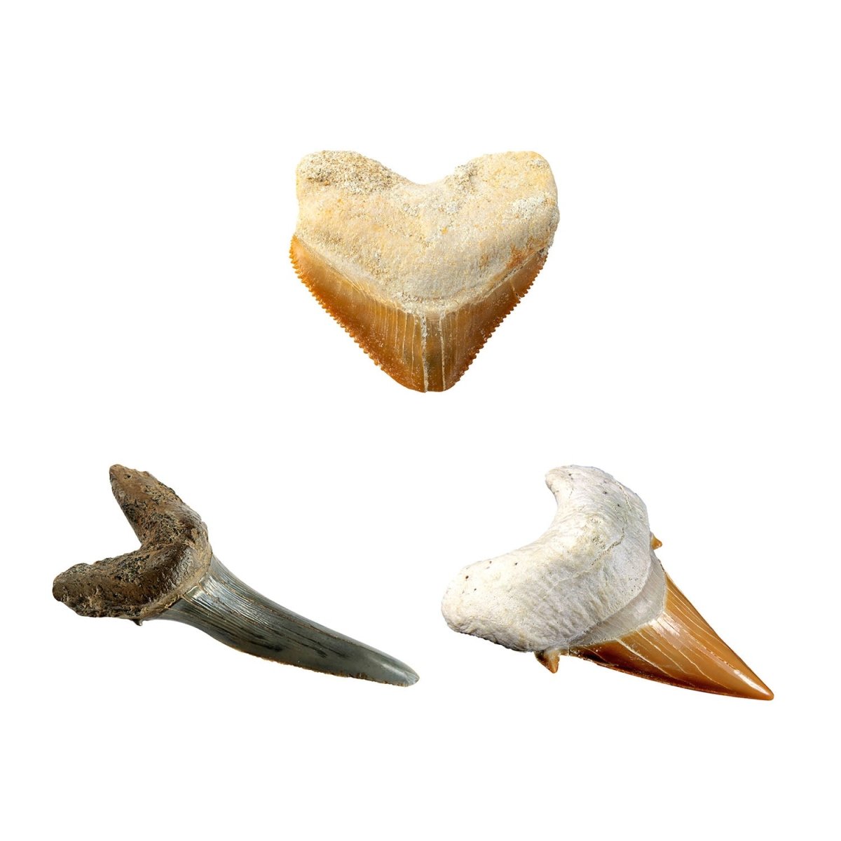 NG SHARK TOOTH DIG KIT - Premium for Kids in Qatar | Toysaro.com