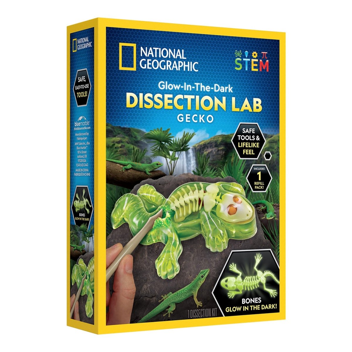 NG GLOW - IN - THE - DARK GECKO DISSECTION LAB - Premium for Kids in Qatar | Toysaro.com