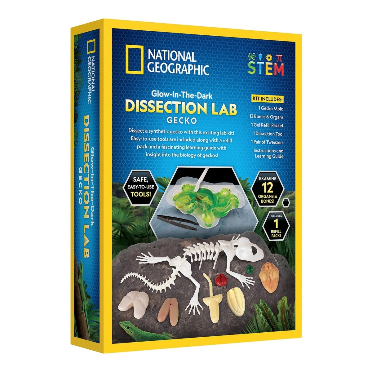 NG GLOW - IN - THE - DARK GECKO DISSECTION LAB - Premium for Kids in Qatar | Toysaro.com