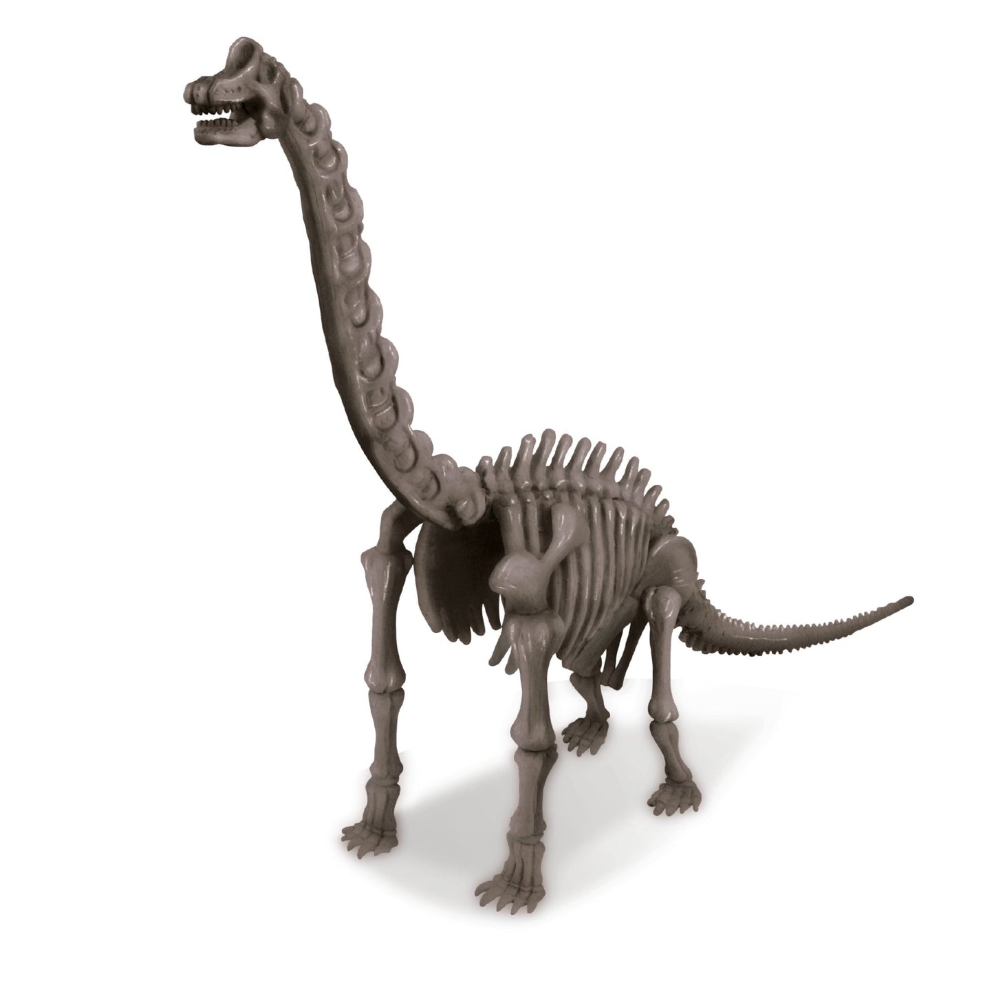 4M Kidz Labs / Brachiosaurus Skeleton Excavation - Premium for Kids in Qatar | Toysaro.com