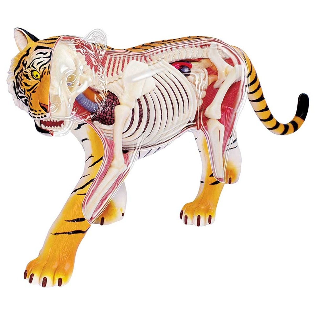 4D VISION ANIMAL - TIGER - Premium for Kids in Qatar | Toysaro.com