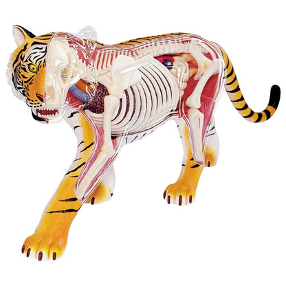 4D VISION ANIMAL - TIGER - Premium for Kids in Qatar | Toysaro.com