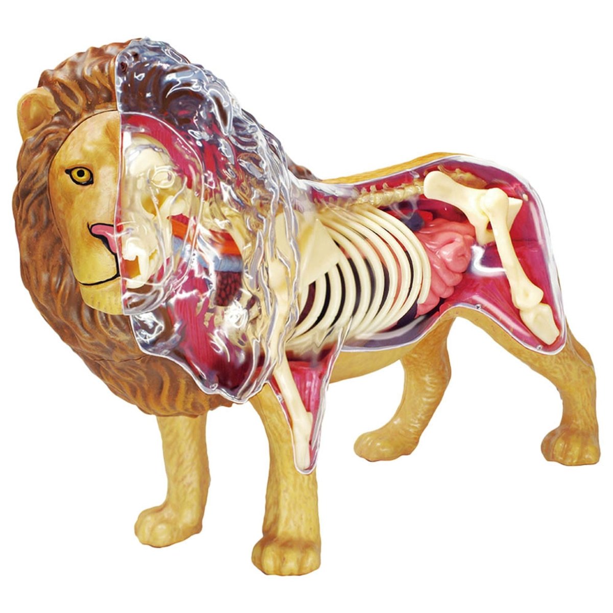4D LION ANATOMY - Premium for Kids in Qatar | Toysaro.com