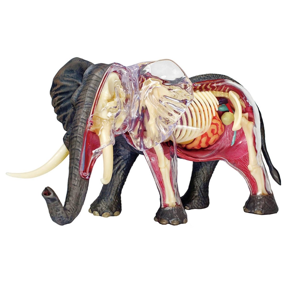 4D ELEPHANT ANATOMY - Premium for Kids in Qatar | Toysaro.com