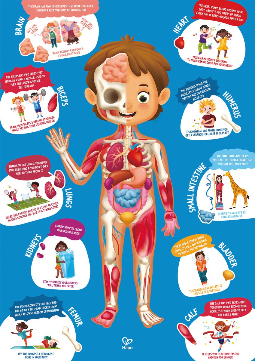 Hape Human Body Jigsaw Puzzle 60pcs w/ 10 pcs Wooden Body Parts - Premium for Kids in Qatar | Toysaro.com
