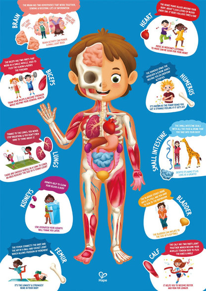 Hape Human Body Jigsaw Puzzle 60pcs w/ 10 pcs Wooden Body Parts - Premium for Kids in Qatar | Toysaro.com