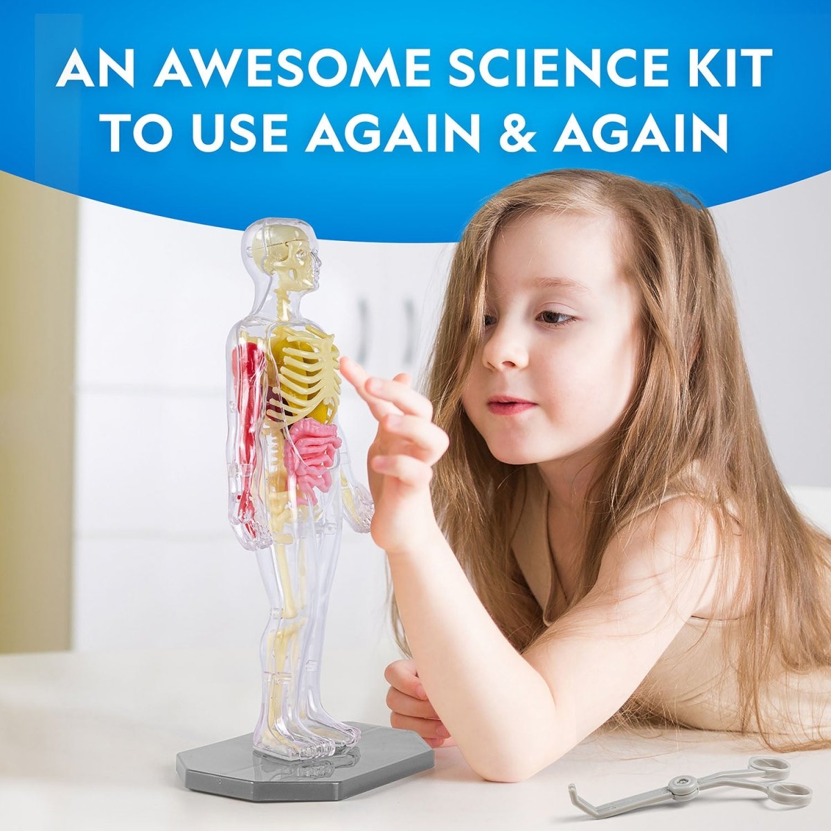 NG GLOW - IN - THE - DARK HUMAN BODY - Premium for Kids in Qatar | Toysaro.com