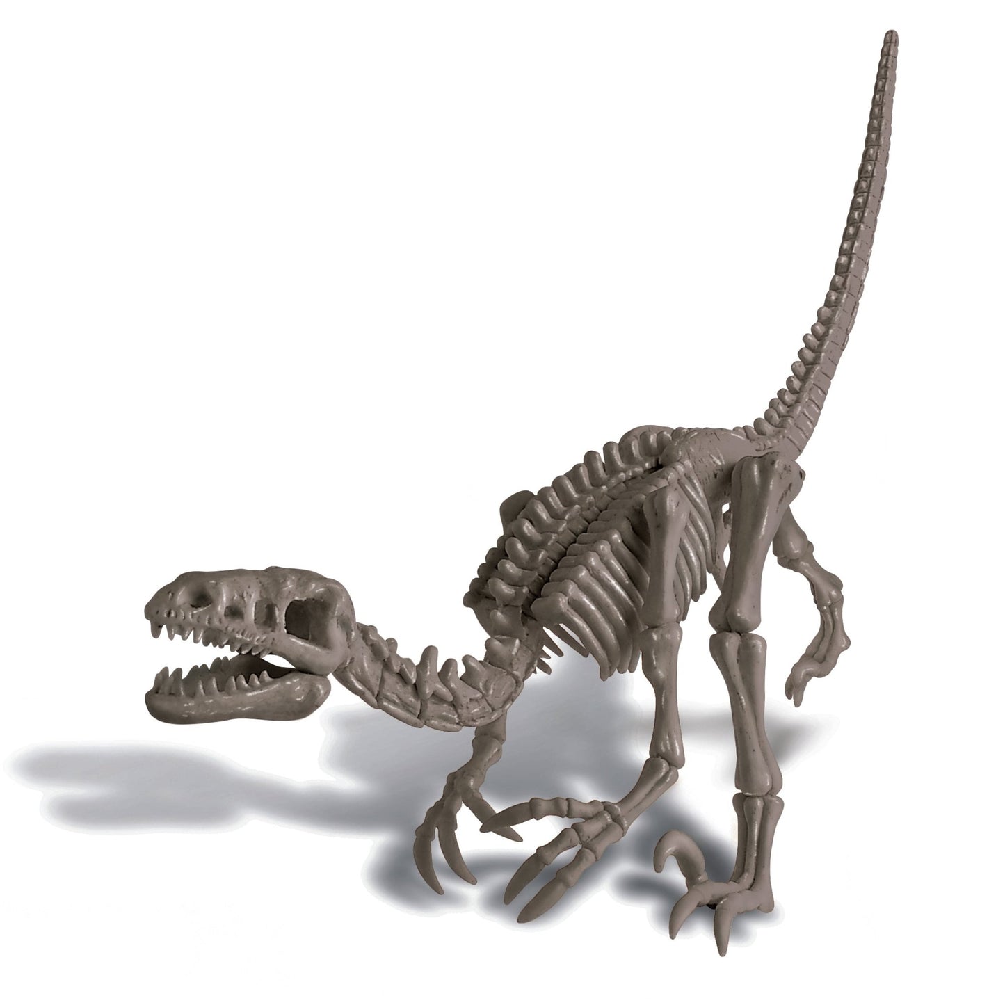 4M Kidz Labs / Velociraptor Skeleton Excavation - Premium for Kids in Qatar | Toysaro.com
