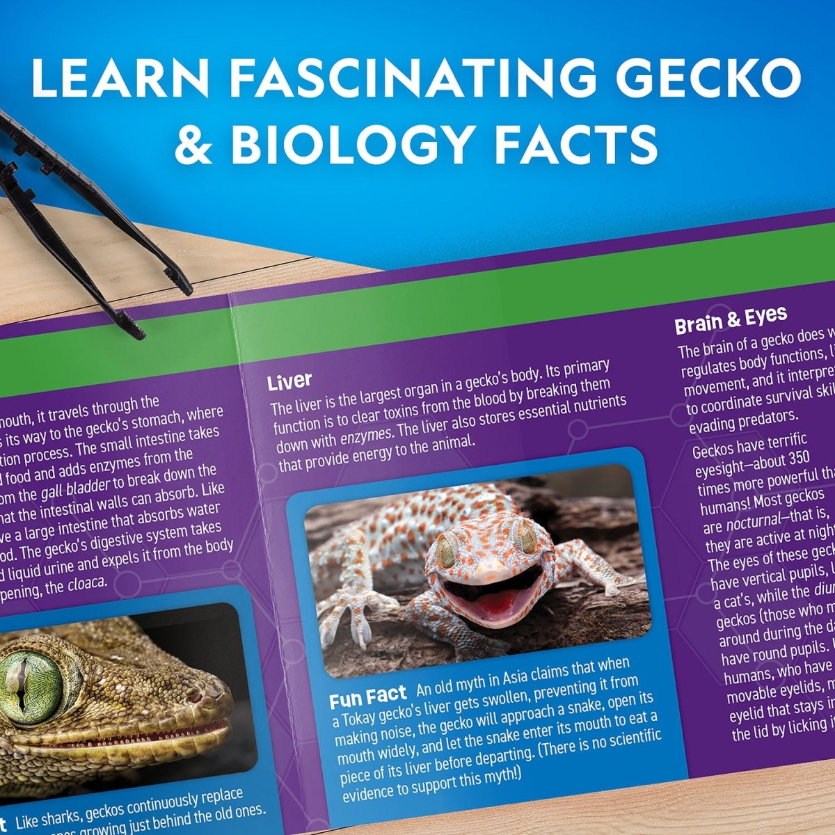 NG GLOW - IN - THE - DARK GECKO DISSECTION LAB - Premium for Kids in Qatar | Toysaro.com