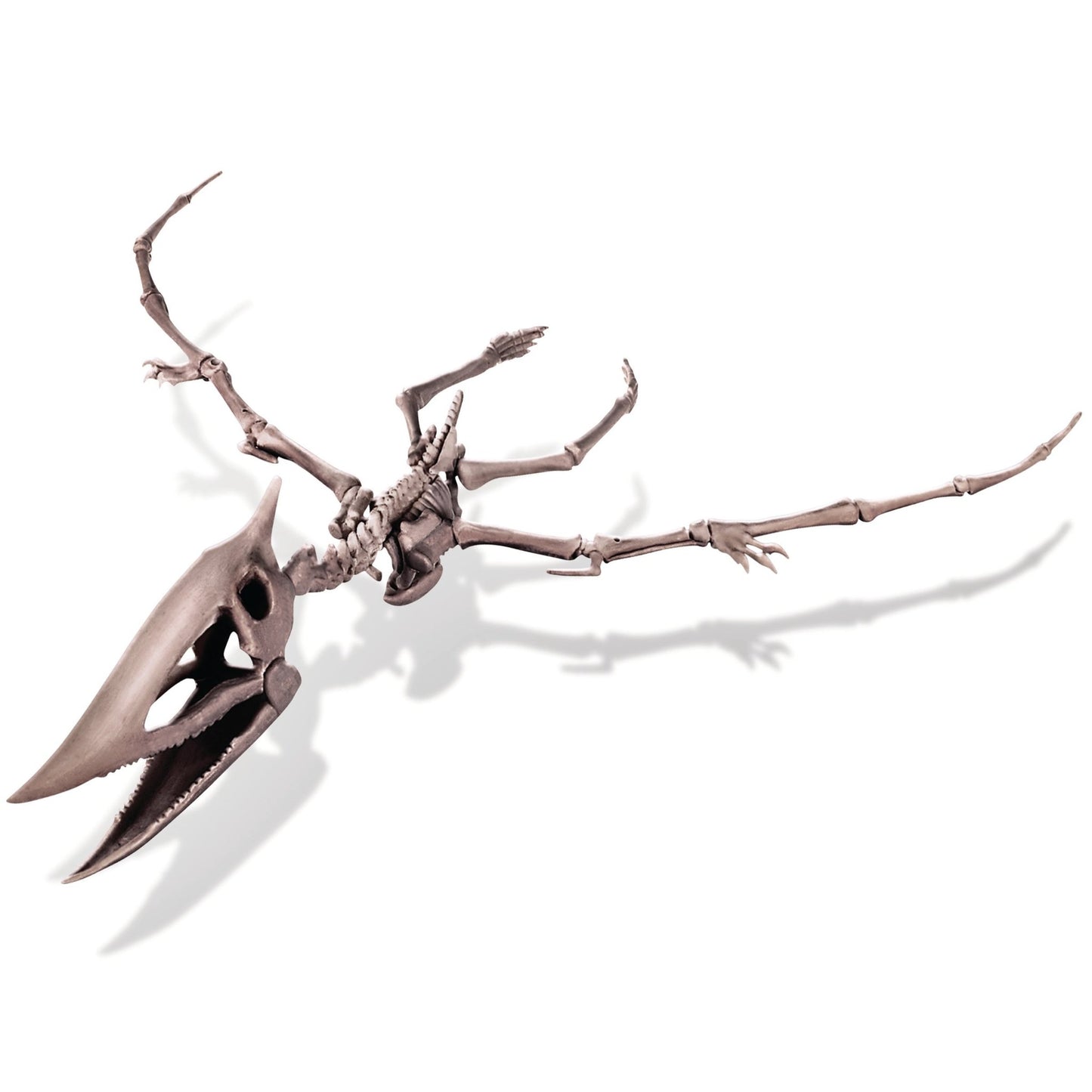 4M Dig a Pteranodon Skeleton - Premium for Kids in Qatar | Toysaro.com