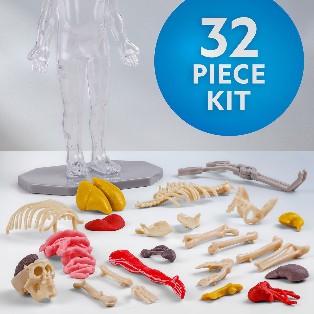 NG GLOW - IN - THE - DARK HUMAN BODY - Premium for Kids in Qatar | Toysaro.com