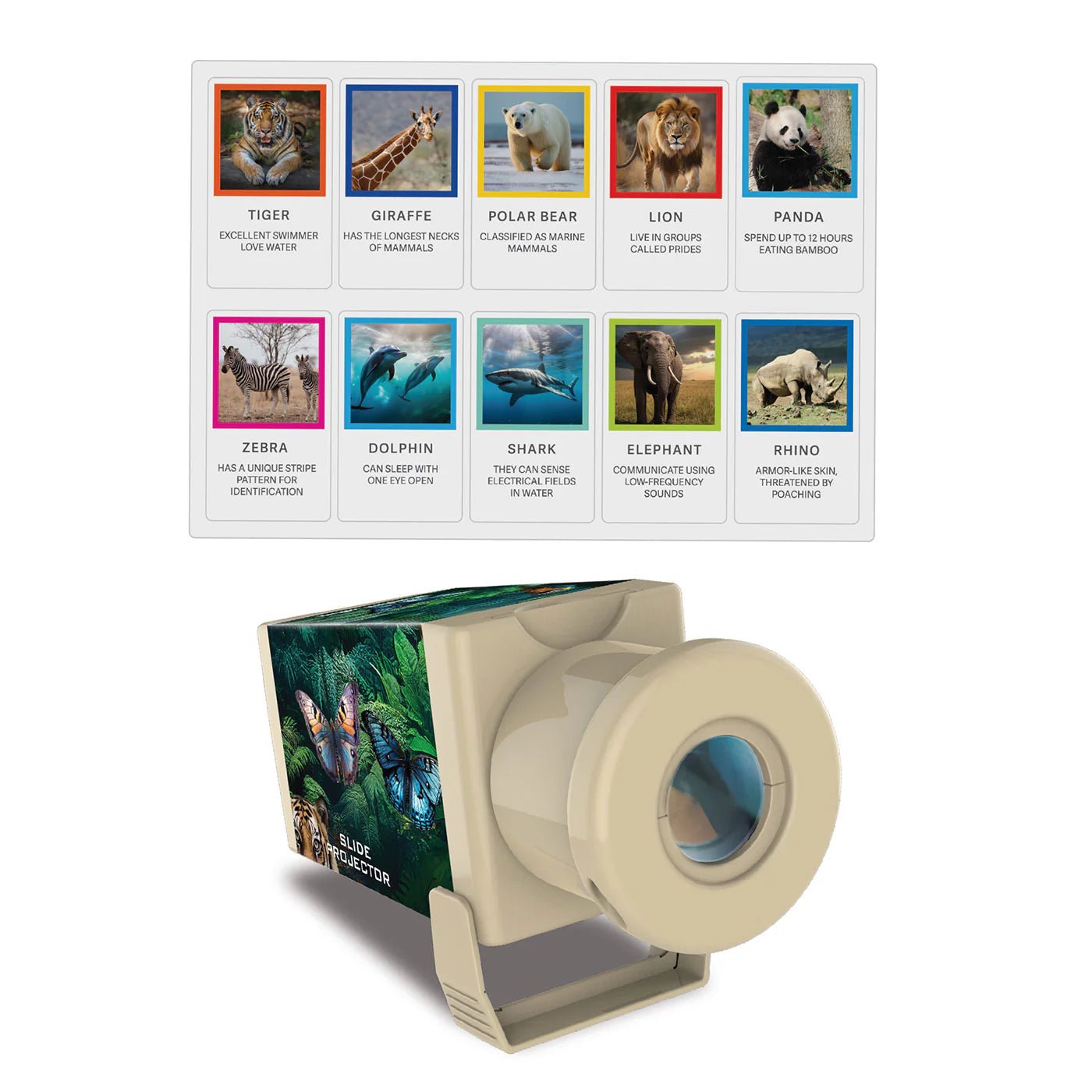 4M Dino Slide Proj - Premium for Kids in Qatar | Toysaro.com