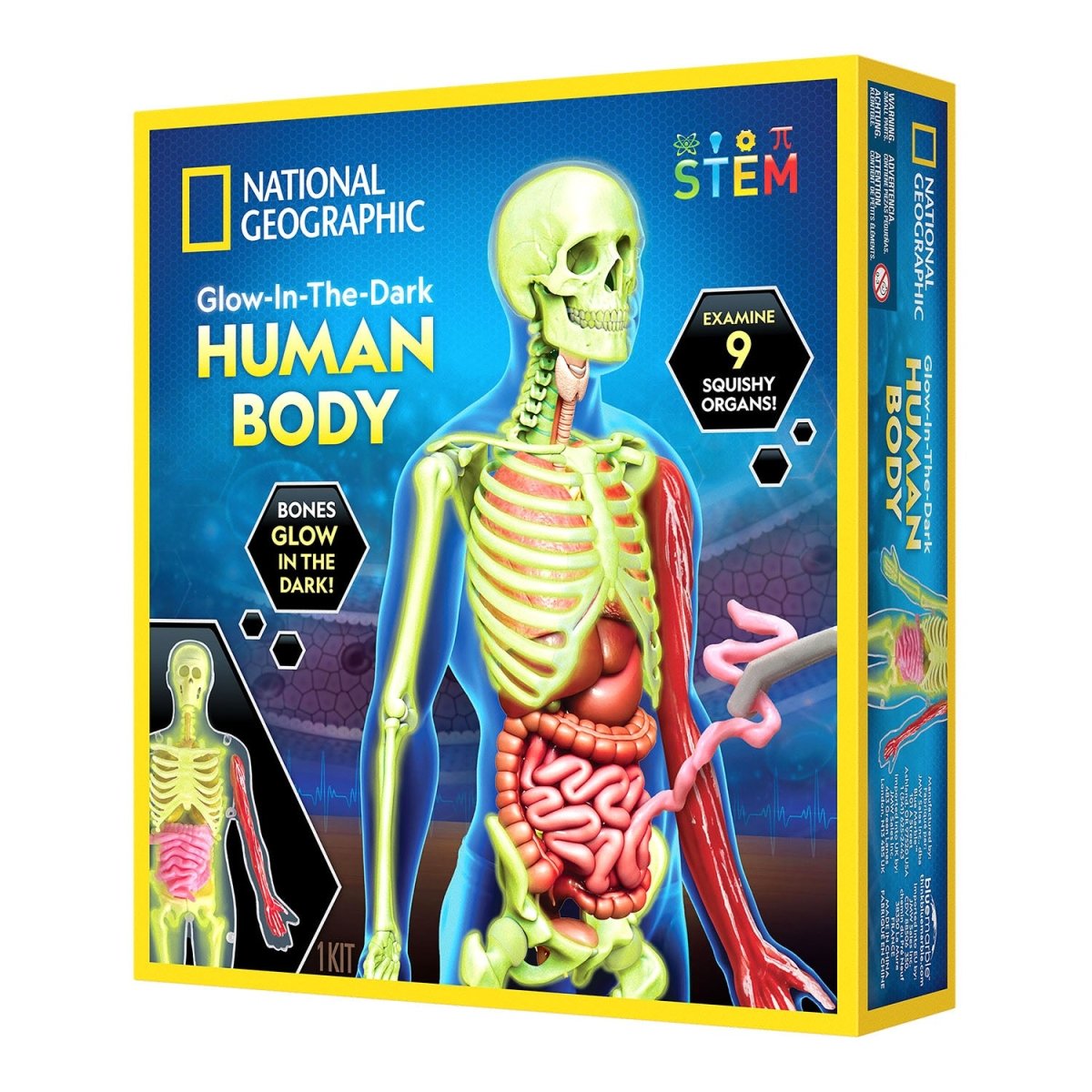 NG GLOW - IN - THE - DARK HUMAN BODY - Premium for Kids in Qatar | Toysaro.com
