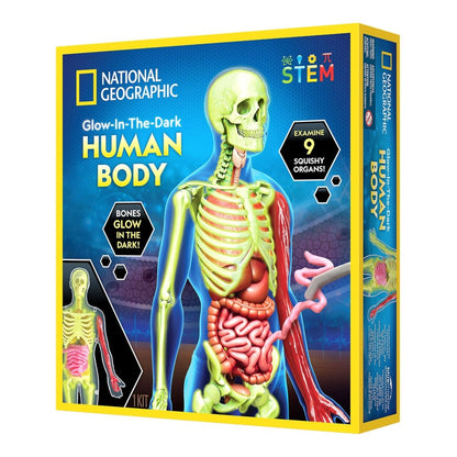 NG GLOW - IN - THE - DARK HUMAN BODY - Premium for Kids in Qatar | Toysaro.com