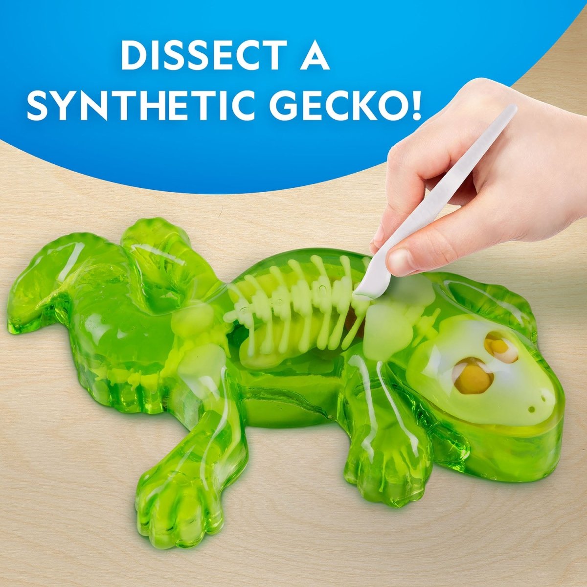 NG GLOW - IN - THE - DARK GECKO DISSECTION LAB - Premium for Kids in Qatar | Toysaro.com
