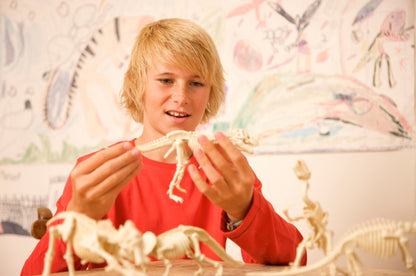 4M Kidz Labs / Triceratops Skeleton Excavation - Premium for Kids in Qatar | Toysaro.com