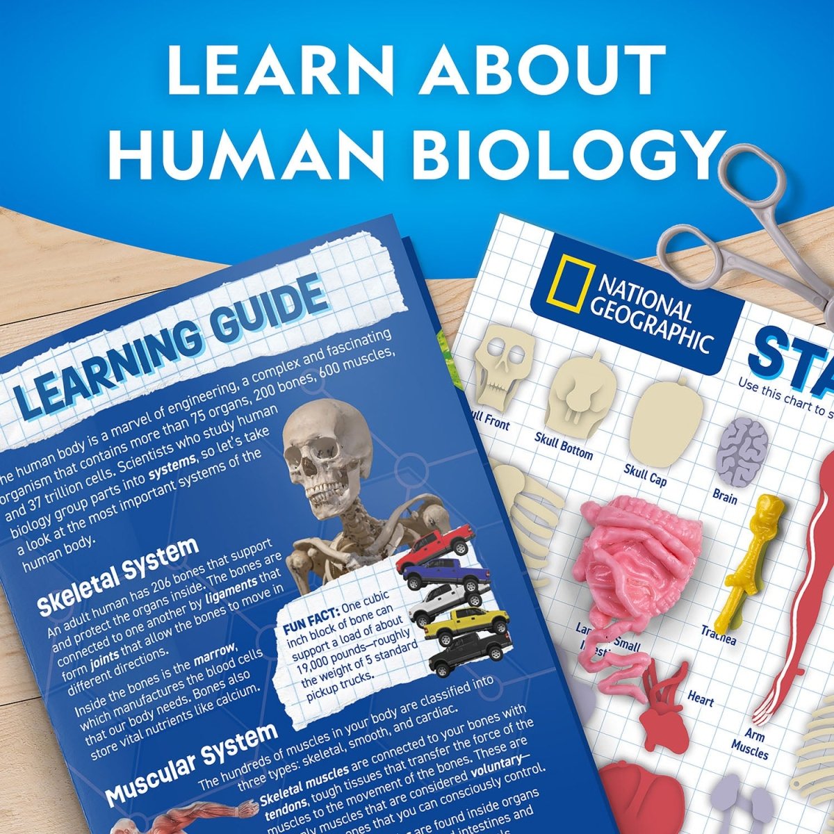 NG GLOW - IN - THE - DARK HUMAN BODY - Premium for Kids in Qatar | Toysaro.com