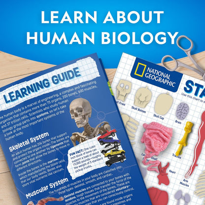 NG GLOW - IN - THE - DARK HUMAN BODY - Premium for Kids in Qatar | Toysaro.com
