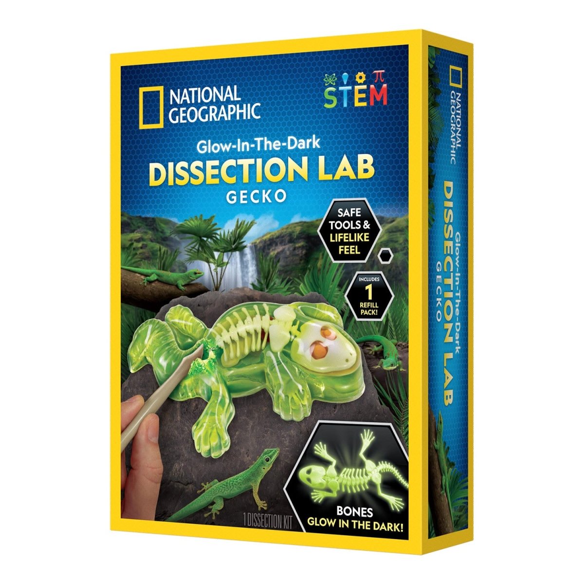 NG GLOW - IN - THE - DARK GECKO DISSECTION LAB - Premium for Kids in Qatar | Toysaro.com