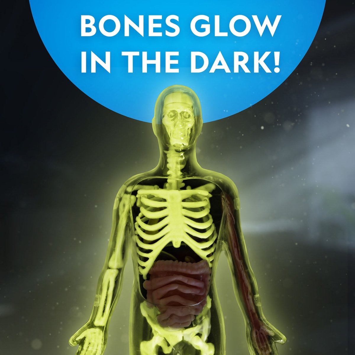 NG GLOW - IN - THE - DARK HUMAN BODY - Premium for Kids in Qatar | Toysaro.com