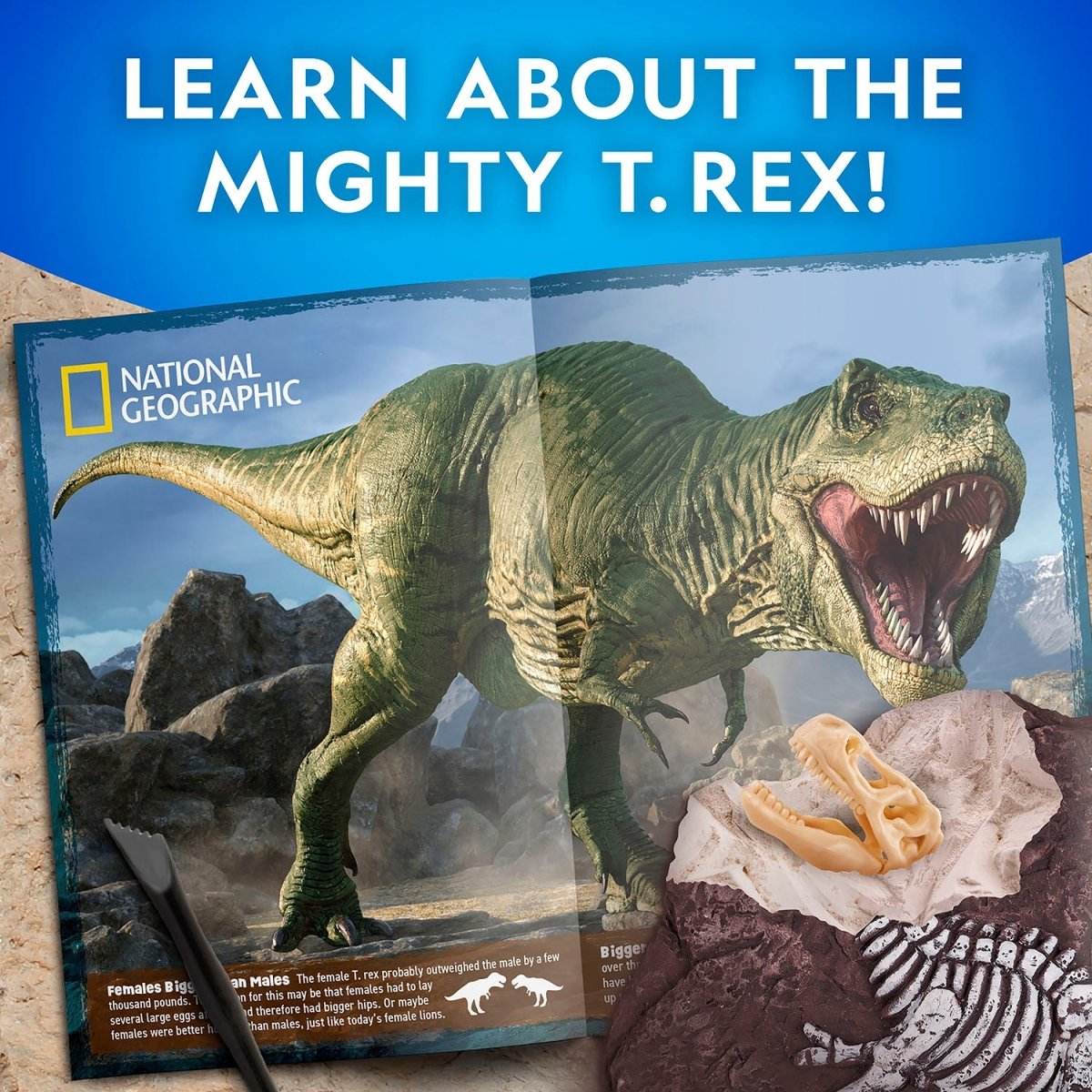NG TYRANNOSAURUS REX DIG KIT - Premium for Kids in Qatar | Toysaro.com