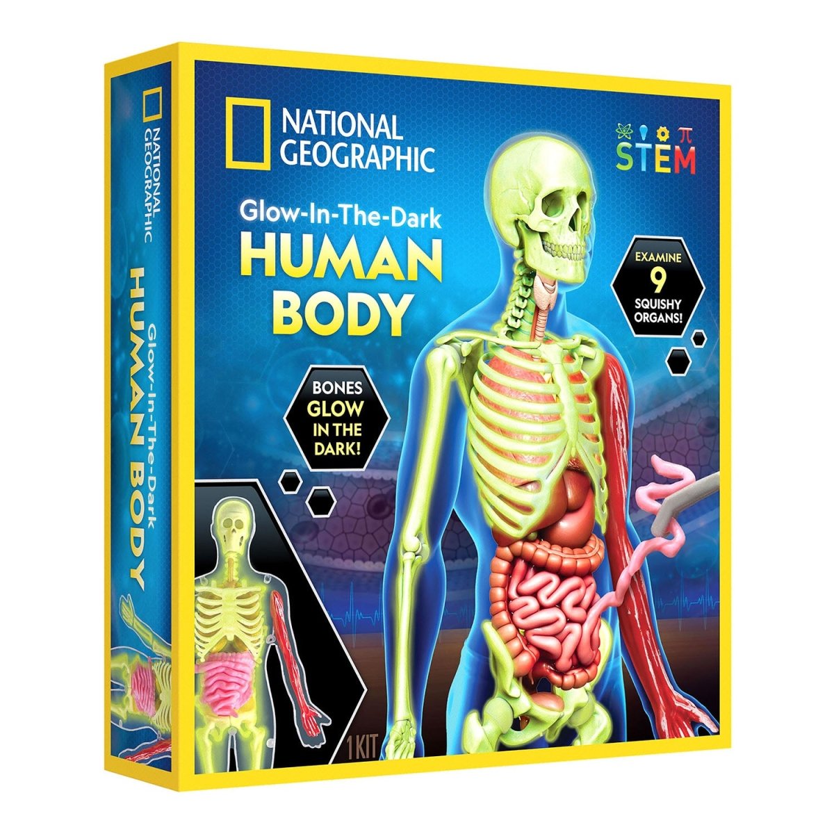 NG GLOW - IN - THE - DARK HUMAN BODY - Premium for Kids in Qatar | Toysaro.com