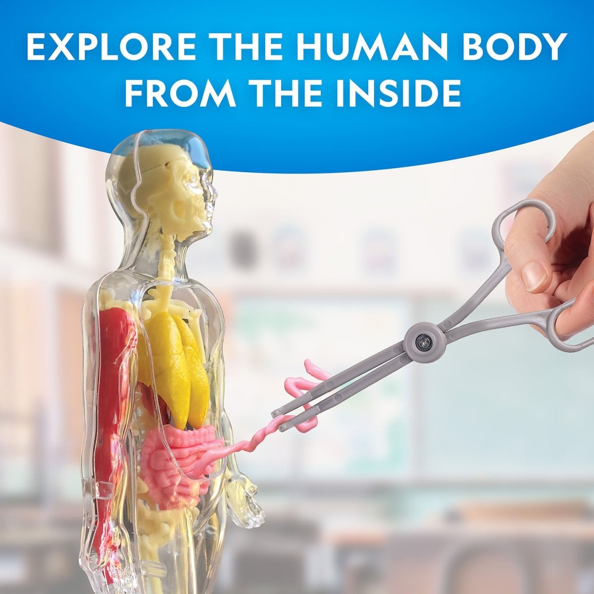 NG GLOW - IN - THE - DARK HUMAN BODY - Premium for Kids in Qatar | Toysaro.com