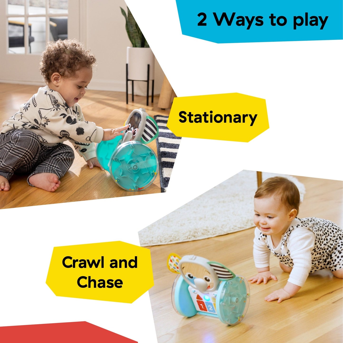 Baby Einstein Chase & Tap Earl™ Interactive Crawling Toy - Premium for Kids in Qatar | Toysaro.com