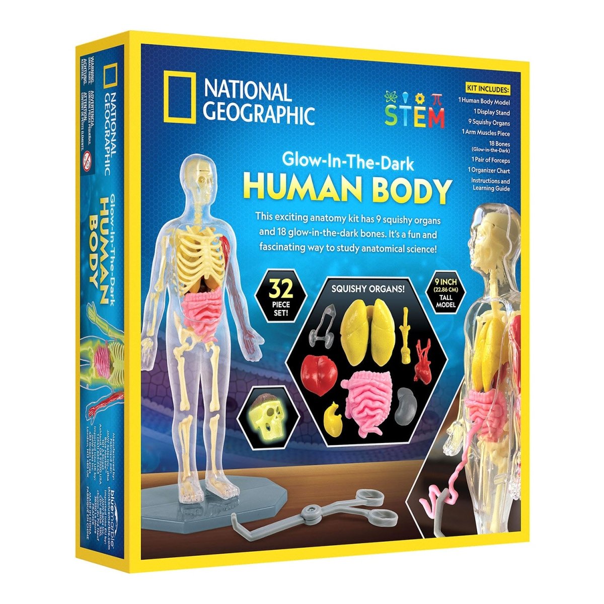 NG GLOW - IN - THE - DARK HUMAN BODY - Premium for Kids in Qatar | Toysaro.com