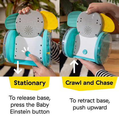 Baby Einstein Chase & Tap Earl™ Interactive Crawling Toy - Premium for Kids in Qatar | Toysaro.com