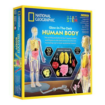 NG GLOW - IN - THE - DARK HUMAN BODY - Premium for Kids in Qatar | Toysaro.com